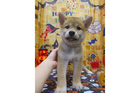 成約済の鳥取県の柴犬-81033の1枚目