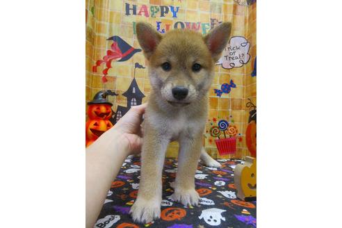 成約済の鳥取県の柴犬-81033の2枚目