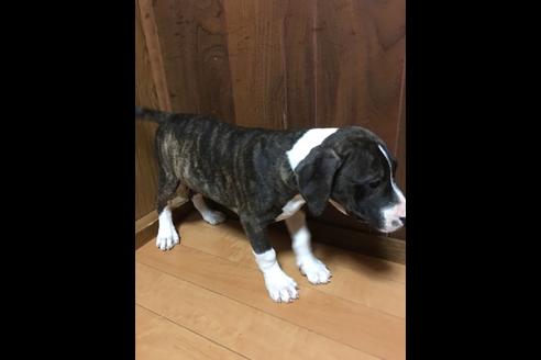 成約済の佐賀県のアメリカンピットブルテリア-75859の10枚目