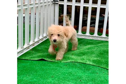 成約済の東京都のミックス犬-77481の19枚目