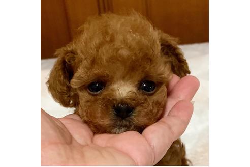 成約済の広島県のティーカッププードル-80983の25枚目