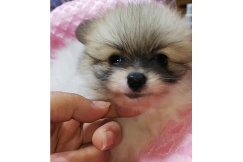 成約済の京都府のポメラニアン-82032の1枚目
