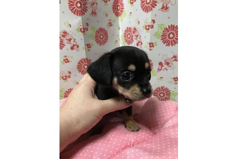成約済の愛知県のチワックス:チワワ×ミニチュアダックスフンド-82339の4枚目
