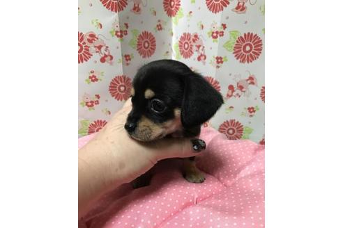 成約済の愛知県のチワックス:チワワ×ミニチュアダックスフンド-82339の3枚目