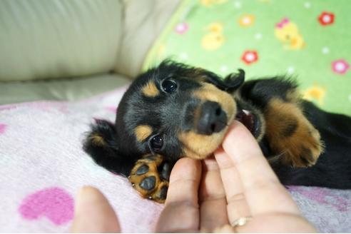 成約済の兵庫県のカニンヘンダックスフンド(ロングヘアード)-79755の1枚目