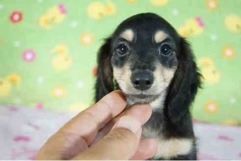 成約済の兵庫県のミニチュアダックスフンド(ロングヘアード)-80058の6枚目