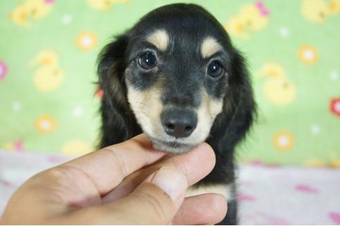 成約済の兵庫県のミニチュアダックスフンド(ロングヘアード)-80058の5枚目