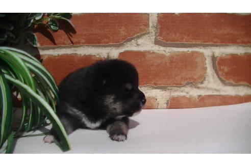 成約済の福岡県の豆柴-81752の9枚目