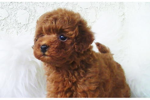 成約済の福岡県のティーカッププードル-79995の7枚目