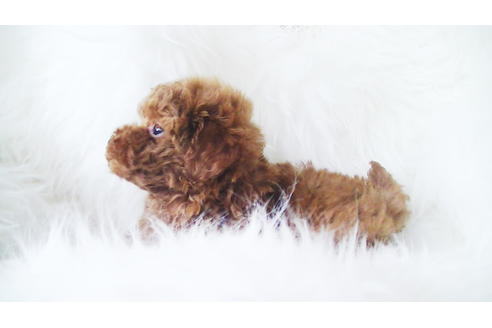 成約済の福岡県のティーカッププードル-79995の6枚目