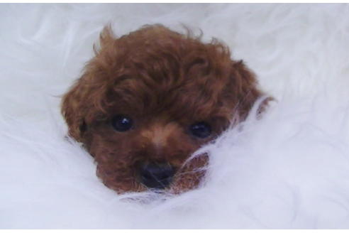 成約済の福岡県のティーカッププードル-79999