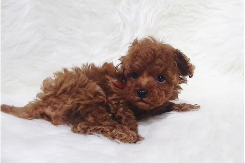 成約済の福岡県のティーカッププードル-79999の2枚目