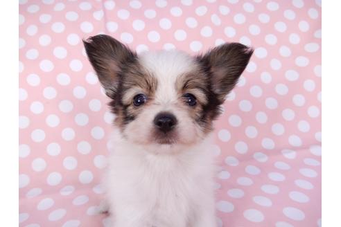 成約済の千葉県のパピヨン-82351の4枚目