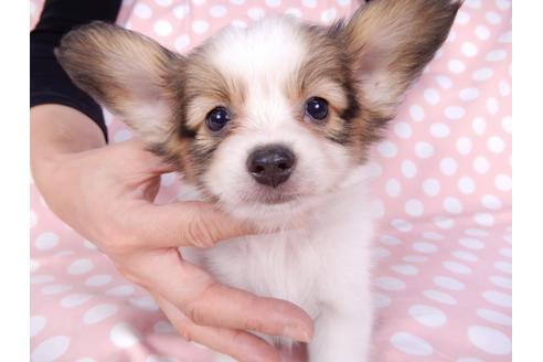 成約済の千葉県のパピヨン-82352の1枚目