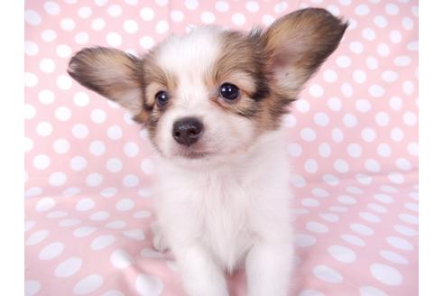 成約済の千葉県のパピヨン-82352の4枚目