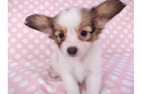 成約済の千葉県のパピヨン-82352の3枚目