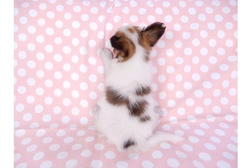 成約済の千葉県のパピヨン-82352の2枚目