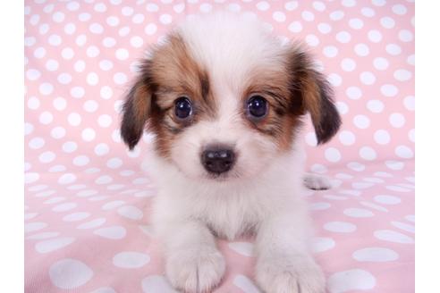 成約済の千葉県のパピヨン-82353の1枚目