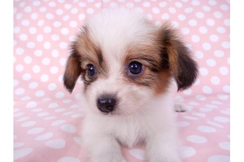 成約済の千葉県のパピヨン-82353の4枚目