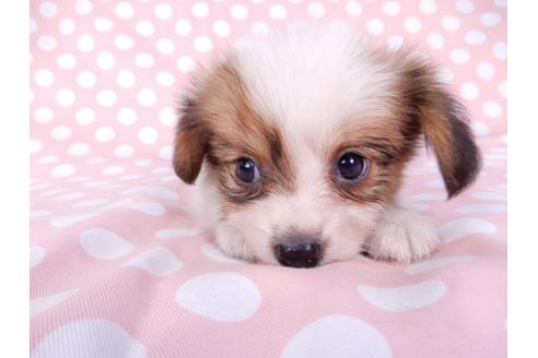 成約済の千葉県のパピヨン-82353の3枚目