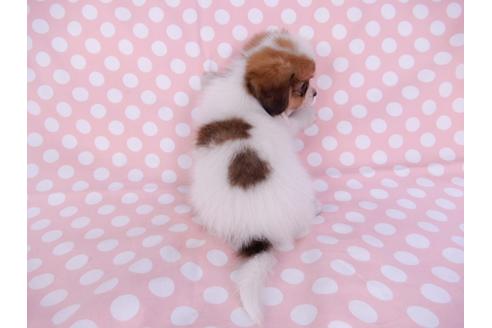 成約済の千葉県のパピヨン-82353の2枚目