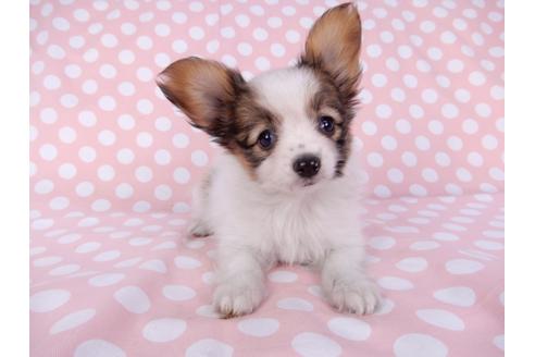 成約済の千葉県のパピヨン-82354の1枚目