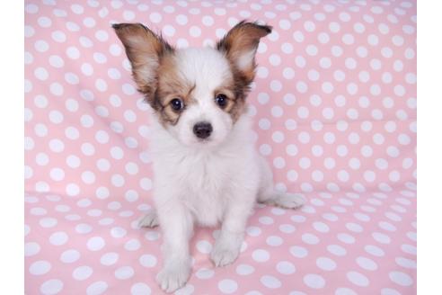 成約済の千葉県のパピヨン-82356の8枚目