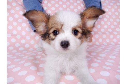 成約済の千葉県のパピヨン-82356の6枚目