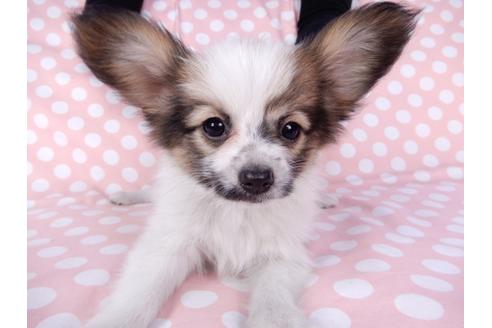 成約済の千葉県のパピヨン-82363の1枚目