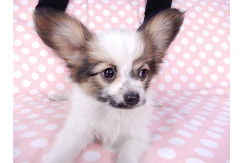 成約済の千葉県のパピヨン-82363の4枚目