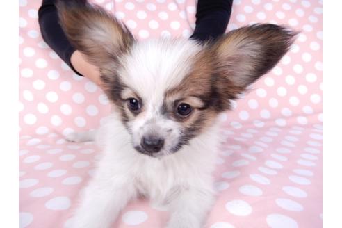 成約済の千葉県のパピヨン-82363の3枚目