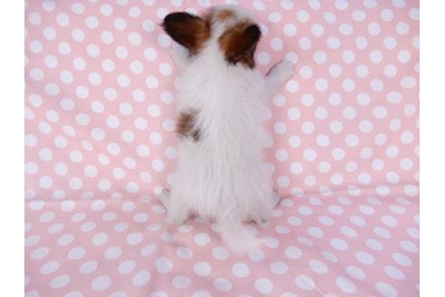 成約済の千葉県のパピヨン-82363の2枚目