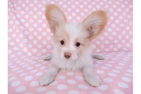 成約済の千葉県のパピヨン-82365