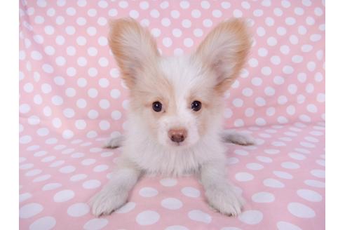 成約済の千葉県のパピヨン-82365の4枚目