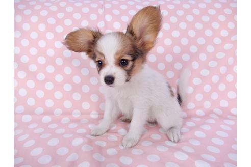 成約済の千葉県のパピヨン-82366