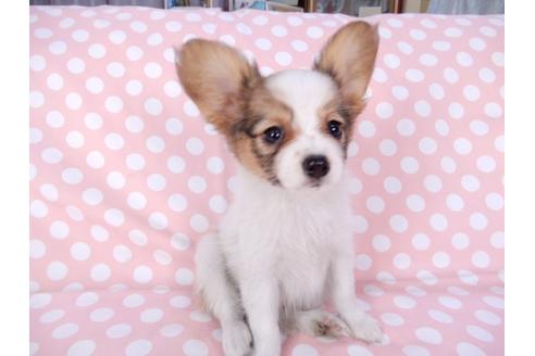 成約済の千葉県のパピヨン-82366の4枚目