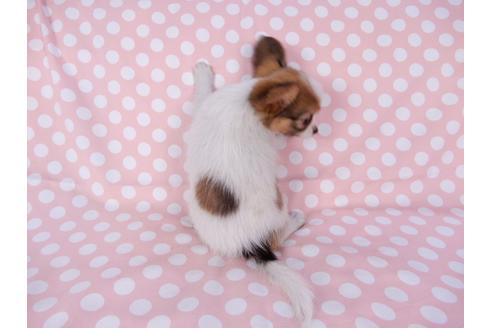 成約済の千葉県のパピヨン-82366の2枚目