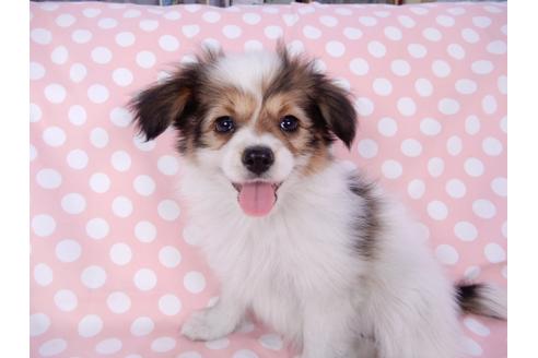 成約済の千葉県のパピヨン-82367の8枚目