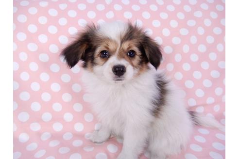 成約済の千葉県のパピヨン-82367の7枚目