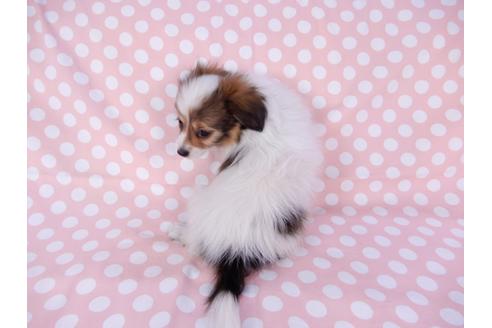 成約済の千葉県のパピヨン-82367の5枚目