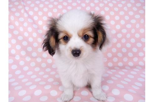 成約済の千葉県のパピヨン-82369