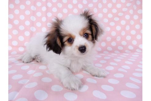 成約済の千葉県のパピヨン-82369の3枚目