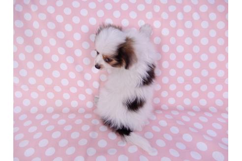 成約済の千葉県のパピヨン-82369の2枚目