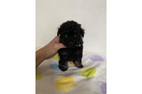 成約済の大阪府のトイプードル-82370の1枚目