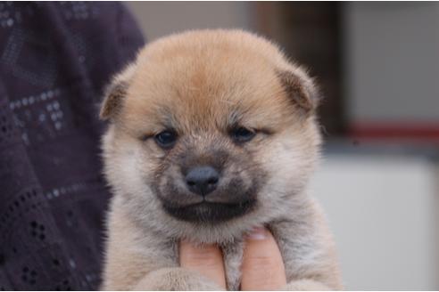成約済の埼玉県の柴犬-82386の1枚目
