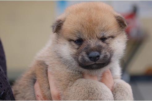 成約済の埼玉県の柴犬-82386の5枚目
