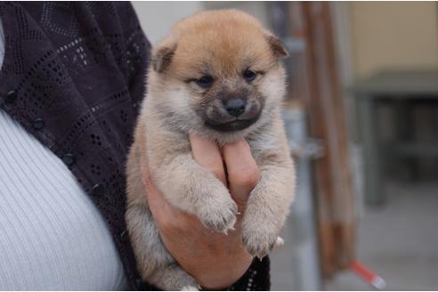 成約済の埼玉県の柴犬-82386の2枚目