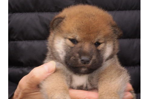 成約済の三重県の柴犬-82388