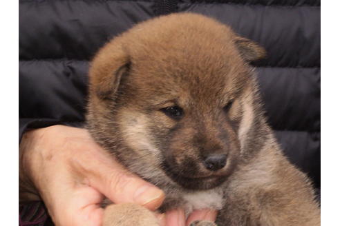 成約済の三重県の柴犬-82389の1枚目