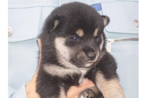 成約済の三重県の柴犬-82390の2枚目
